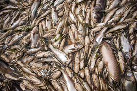 مرگ 2 میلیون ماهی در سد فشافویه